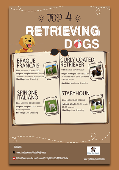 Top 4 Retrieving Dogs
